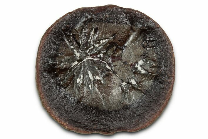 Fossil Horsetail (Annularia) Nodule Half - Mazon Creek #336179